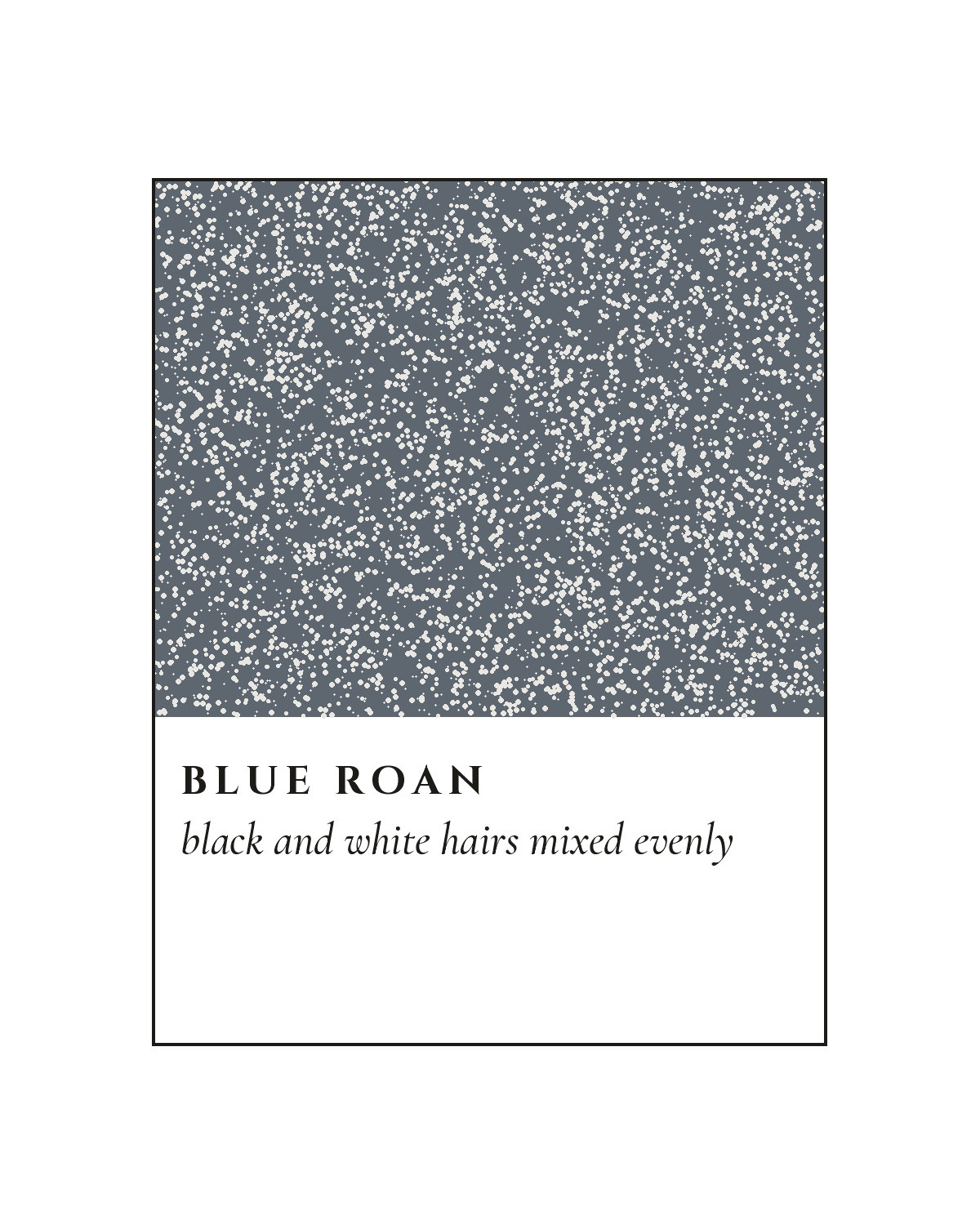 Blue Roan Coat