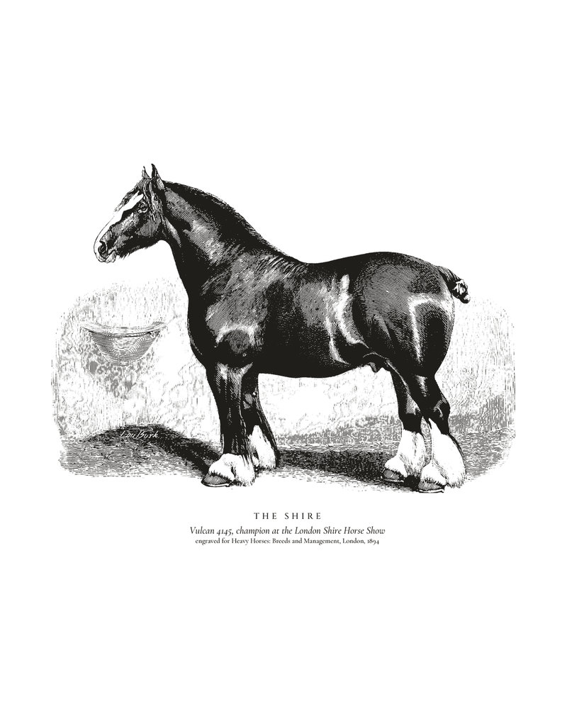 The Shire: Vulcan 4145, champion at the London Shire Horse Show