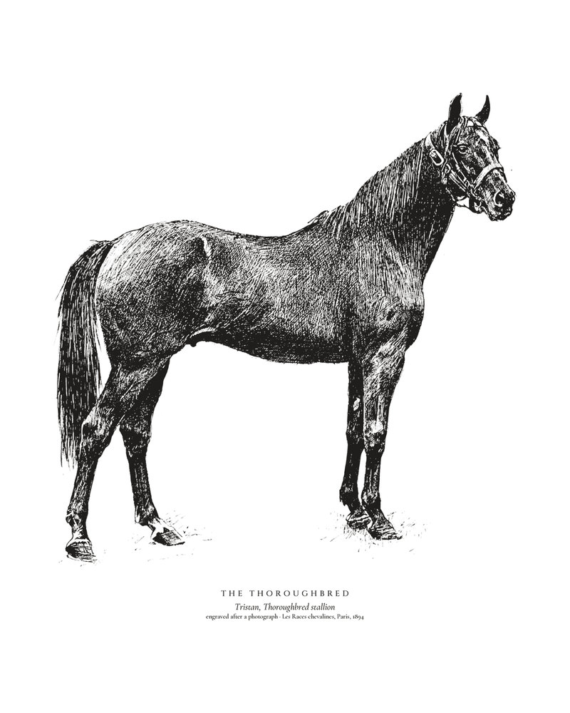 The Thoroughbred: Tristan, Thoroughbred stallion