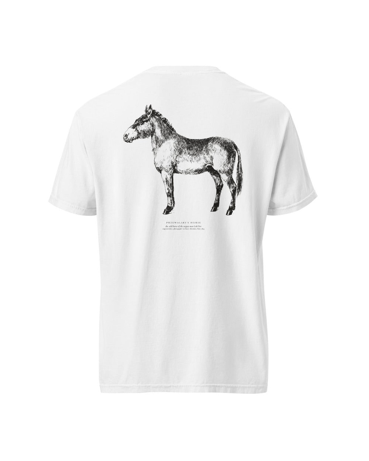 Wild and northern horses